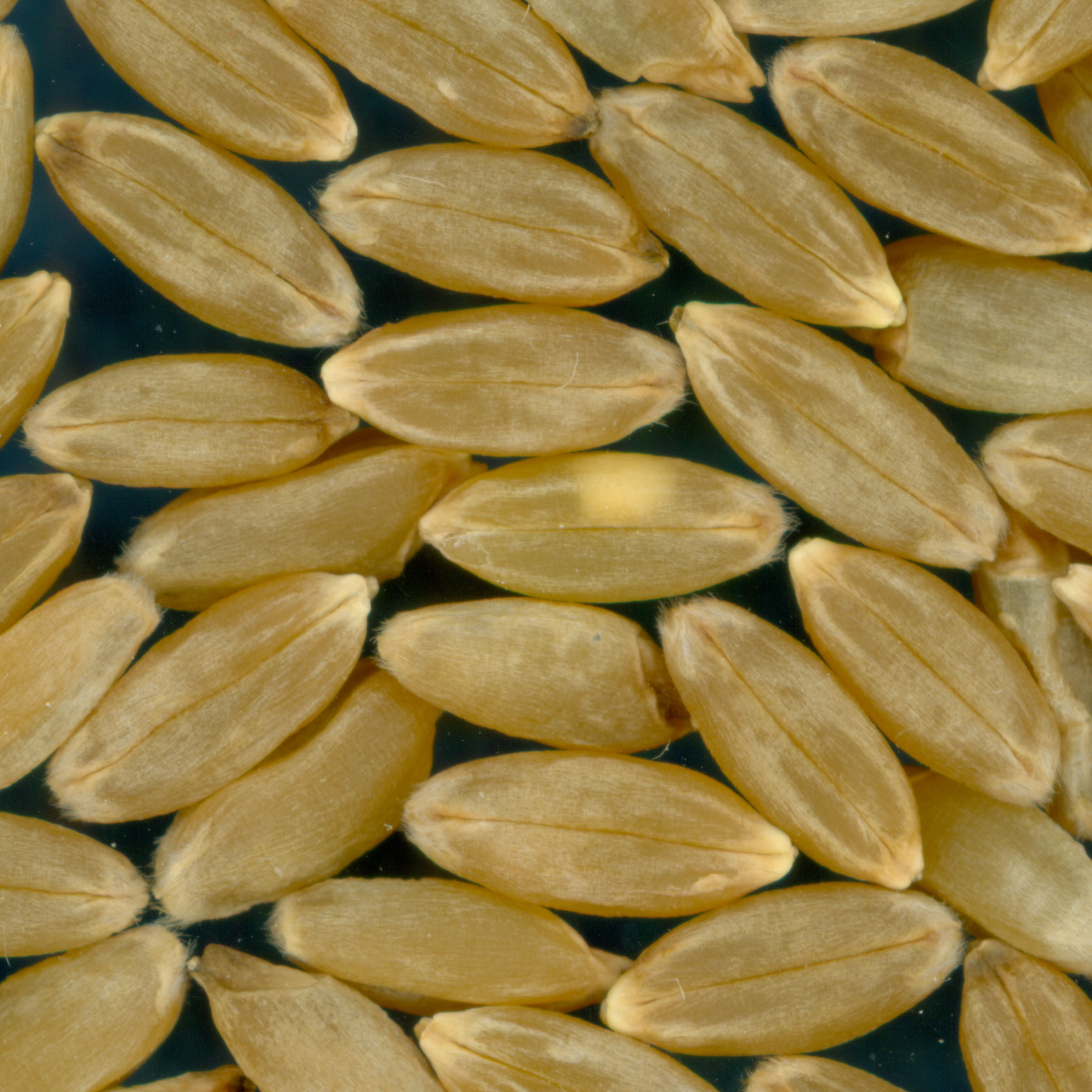 Click for 2 image(s) for this accession. KERNELS